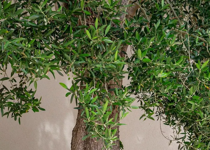 Haus Helga Διαμέρισμα Ραμπ